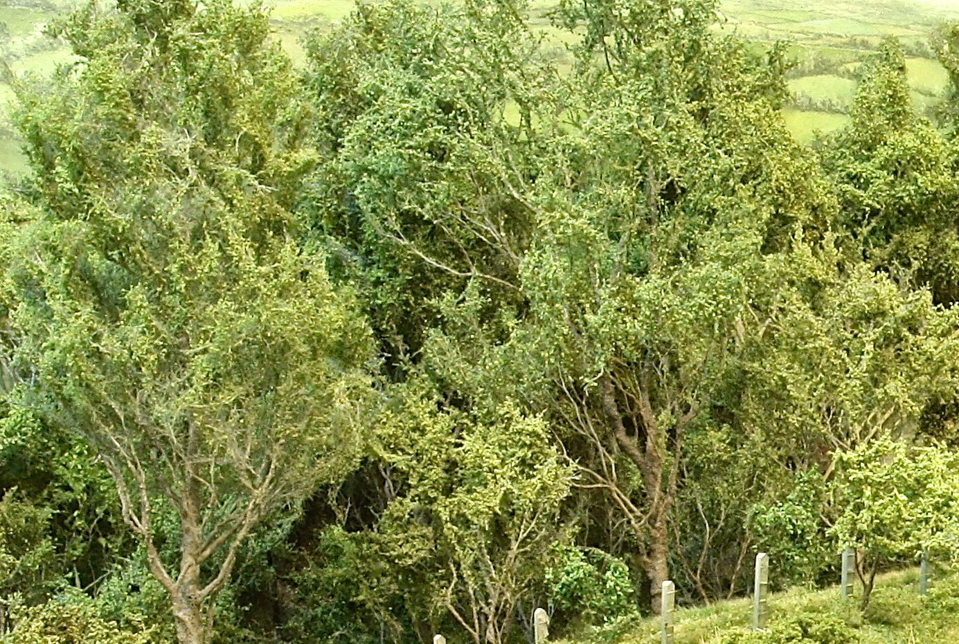 crop tree